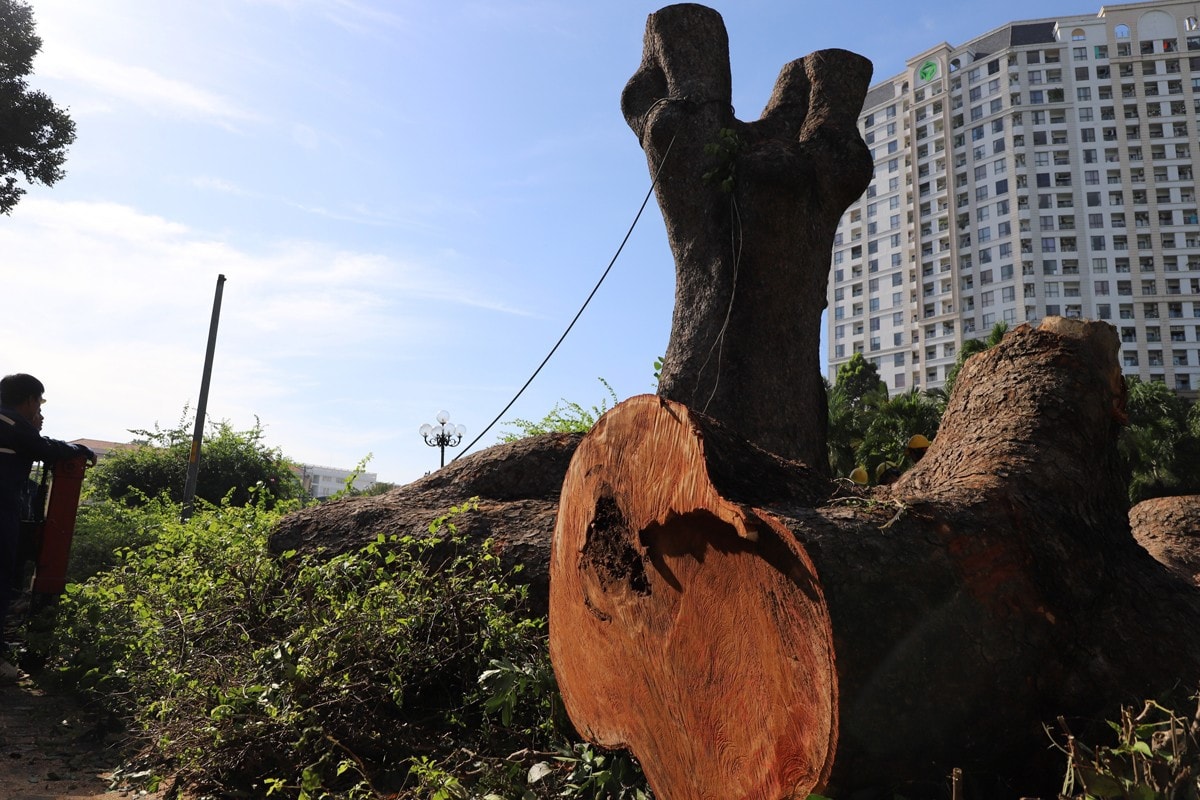 TP. Hồ Chí Minh: Nhiều sai phạm về tài chính tại Công ty TNHH MTV Công viên Cây xanh TP. Hồ Chí Minh -0