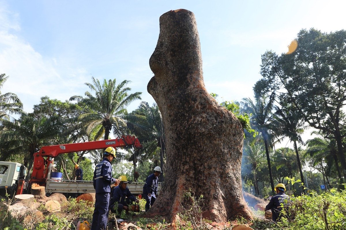 TP. Hồ Chí Minh: Nhiều sai phạm về tài chính tại Công ty TNHH MTV Công viên Cây xanh TP. Hồ Chí Minh -0