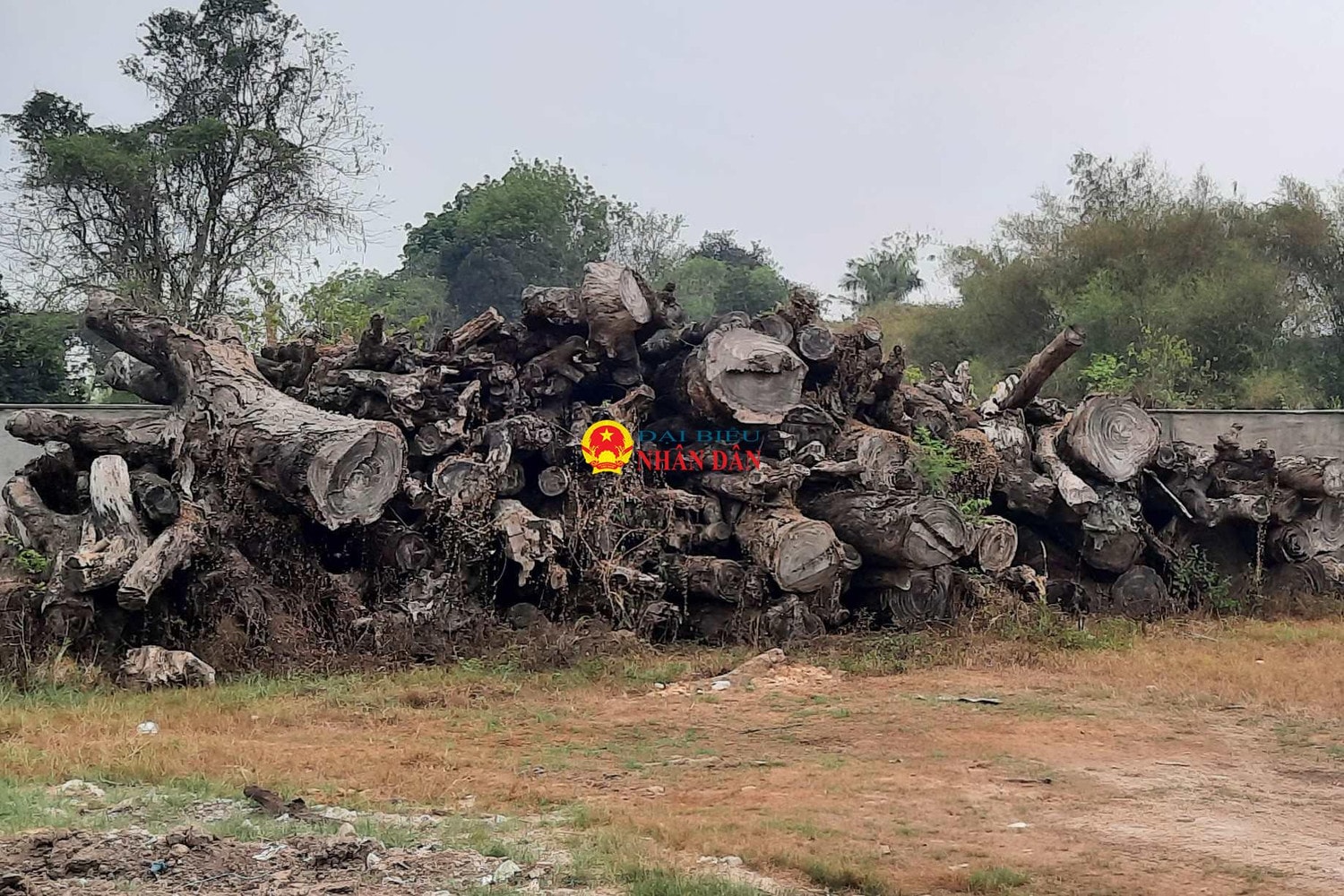 TP. Hồ Chí Minh: Cận cảnh hàng nghìn m3 gỗ đốn hạ, giải tỏa cây xanh nằm phơi sương, nắng… dần dần mục nát, gây lãng phí tài sản công -0