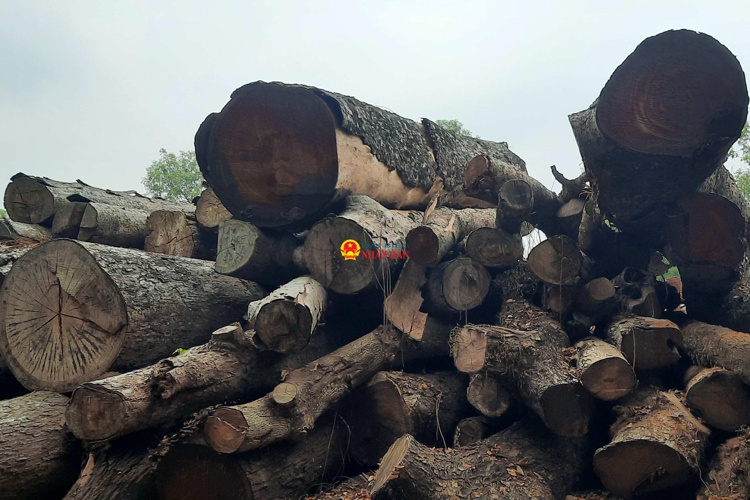 TP. Hồ Chí Minh: Cận cảnh hàng nghìn m3 gỗ đốn hạ, giải tỏa cây xanh nằm phơi sương, nắng… dần dần mục nát, gây lãng phí tài sản công -0