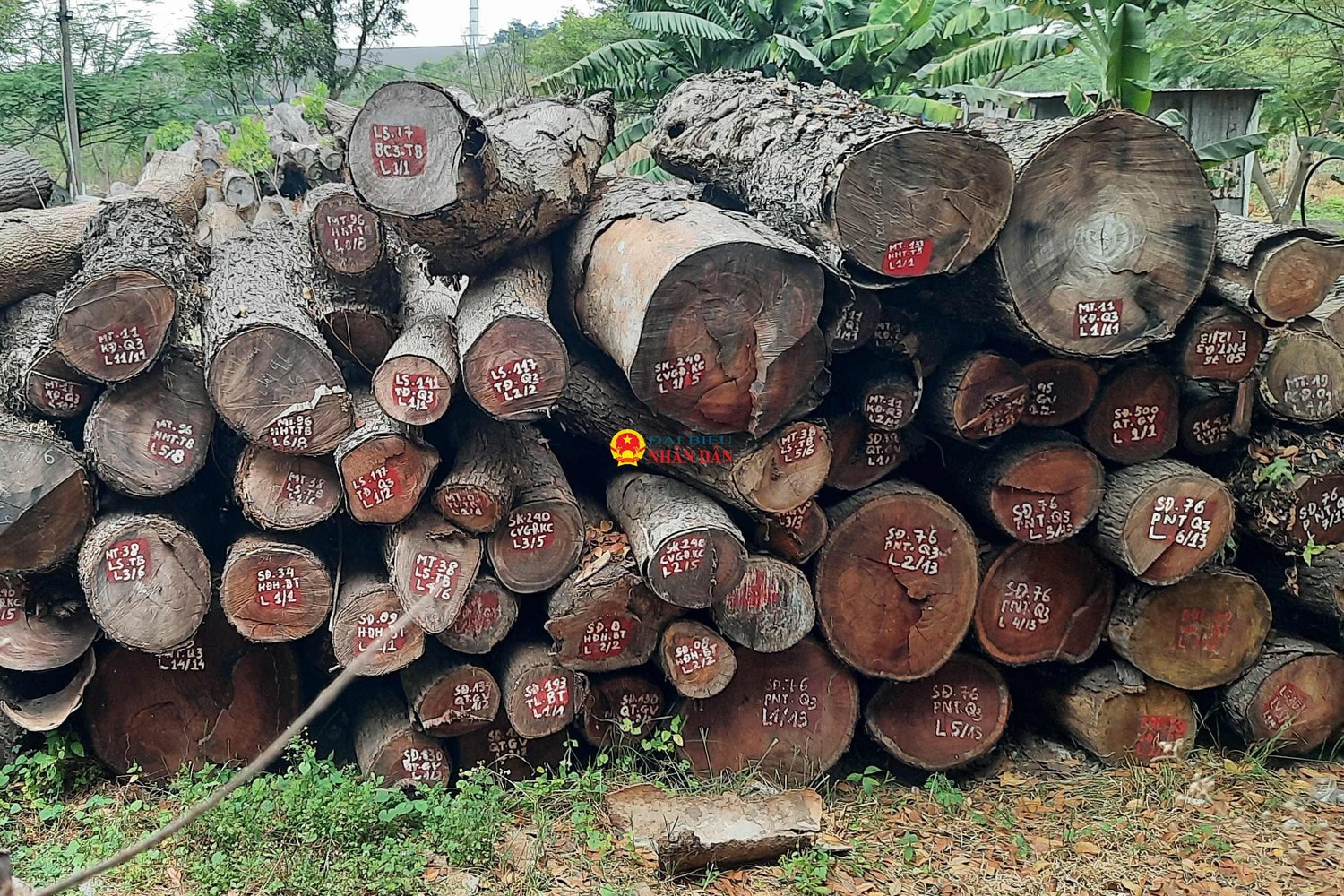 TP. Hồ Chí Minh: Cận cảnh hàng nghìn m3 gỗ đốn hạ, giải tỏa cây xanh nằm phơi sương, nắng… dần dần mục nát, gây lãng phí tài sản công -0
