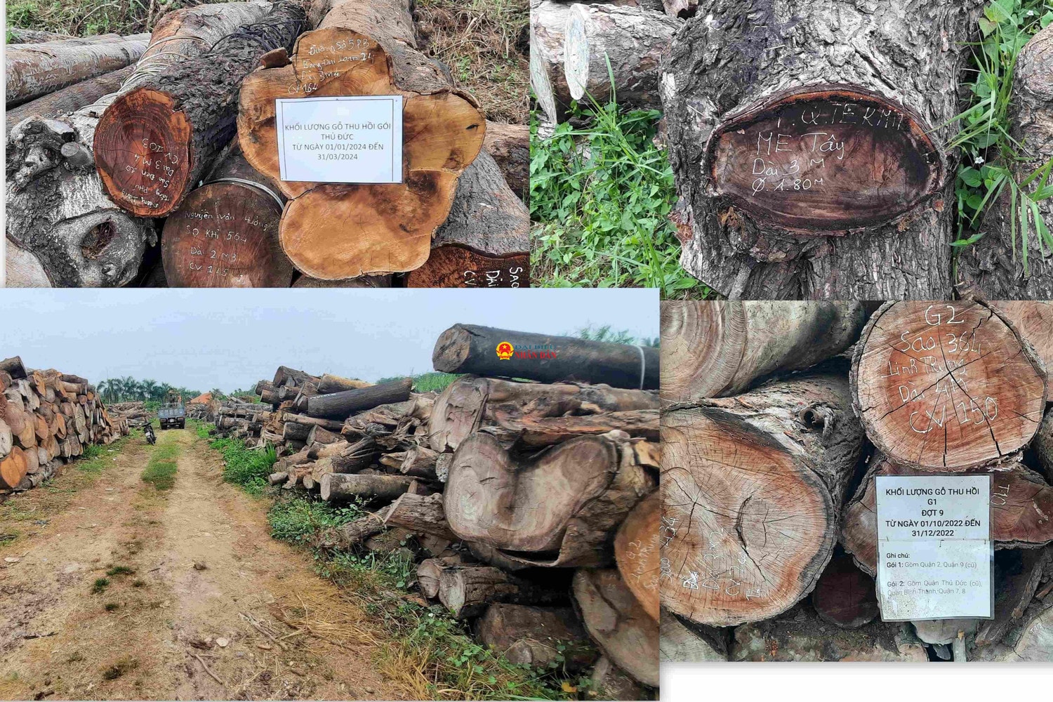 TP. Hồ Chí Minh: Cận cảnh hàng nghìn m3 gỗ đốn hạ, giải tỏa cây xanh nằm phơi sương, nắng… dần dần mục nát, gây lãng phí tài sản công -0