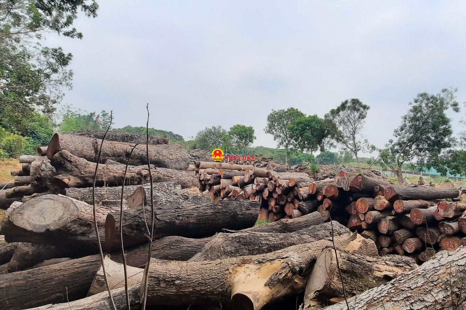 TP. Hồ Chí Minh: Cận cảnh hàng nghìn m3 gỗ đốn hạ, giải tỏa cây xanh nằm phơi sương, nắng… dần dần mục nát, gây lãng phí tài sản công -0