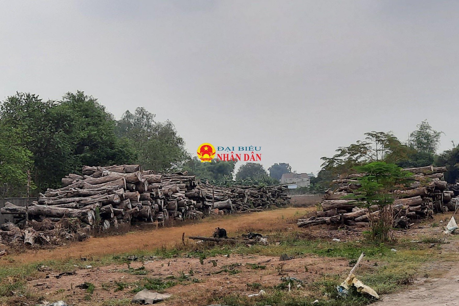 TP. Hồ Chí Minh: Cận cảnh hàng nghìn m3 gỗ đốn hạ, giải tỏa cây xanh nằm phơi sương, nắng… dần dần mục nát, gây lãng phí tài sản công -0