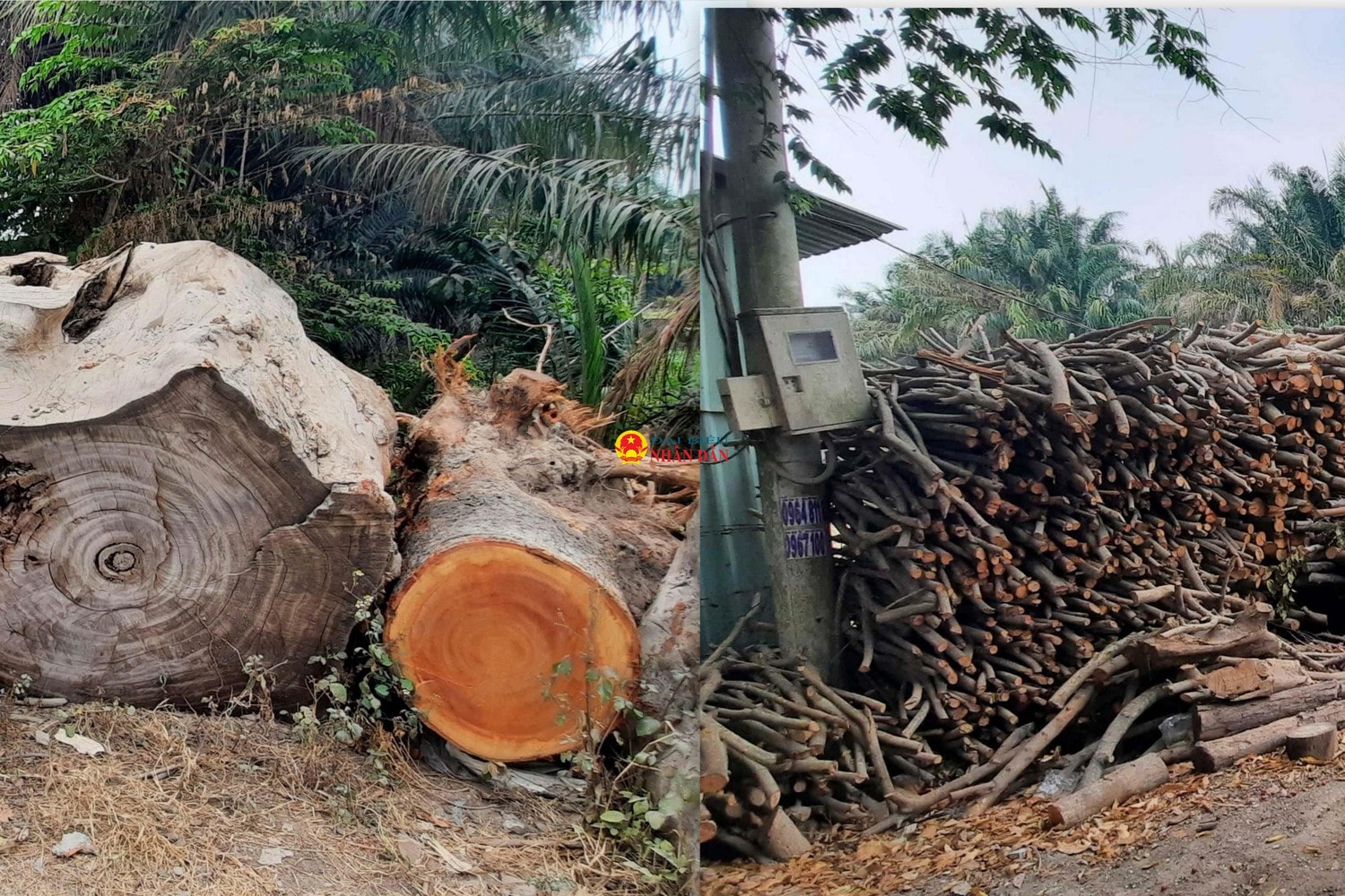 TP. Hồ Chí Minh: Cận cảnh hàng nghìn m3 gỗ đốn hạ, giải tỏa cây xanh nằm phơi sương, nắng… dần dần mục nát, gây lãng phí tài sản công -0