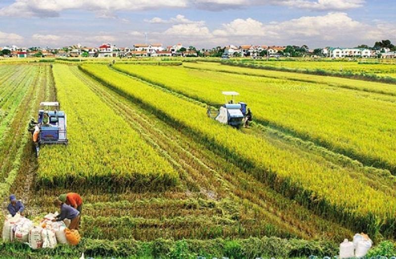 Luật Đất đai (sửa đổi) sẽ tạo điều kiện cho sản xuất nông nghiệp trên quy mô lớn. Ảnh: ITN
