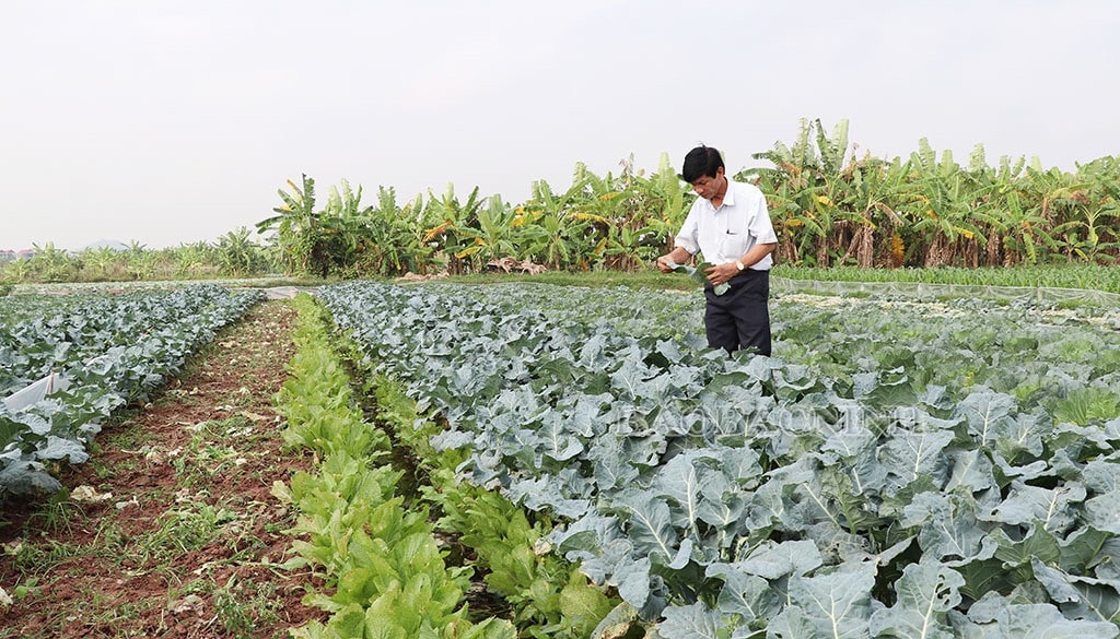 Hiệu quả chính sách hỗ trợ phát triển sản xuất nông nghiệp -0