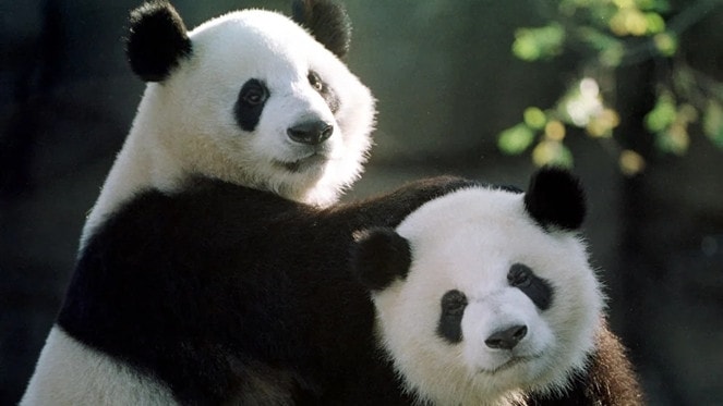 Hai chú gấu trúc ở vườn thú Atlanta, Mỹ. Ảnh: Getty Images