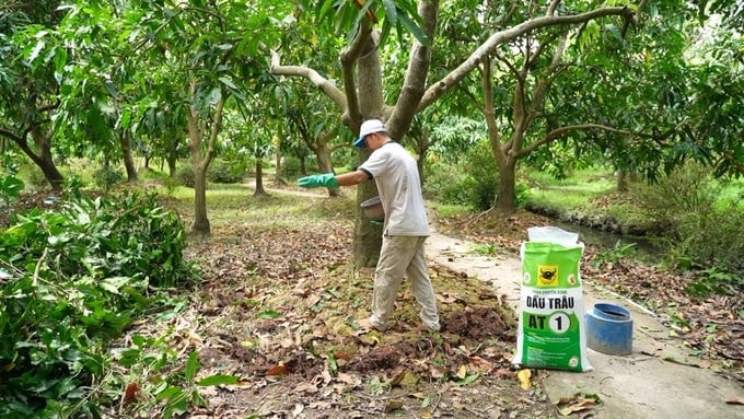 Sau thu hoạch, nhà vườn trồng xoài cải tạo đất bằng cách tăng cường bón phân Đầu Trâu AT1. Ảnh: ITN 