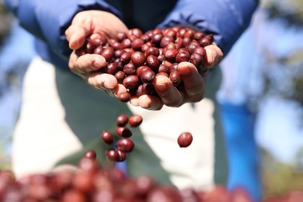 Domestic coffee prices at record high -0