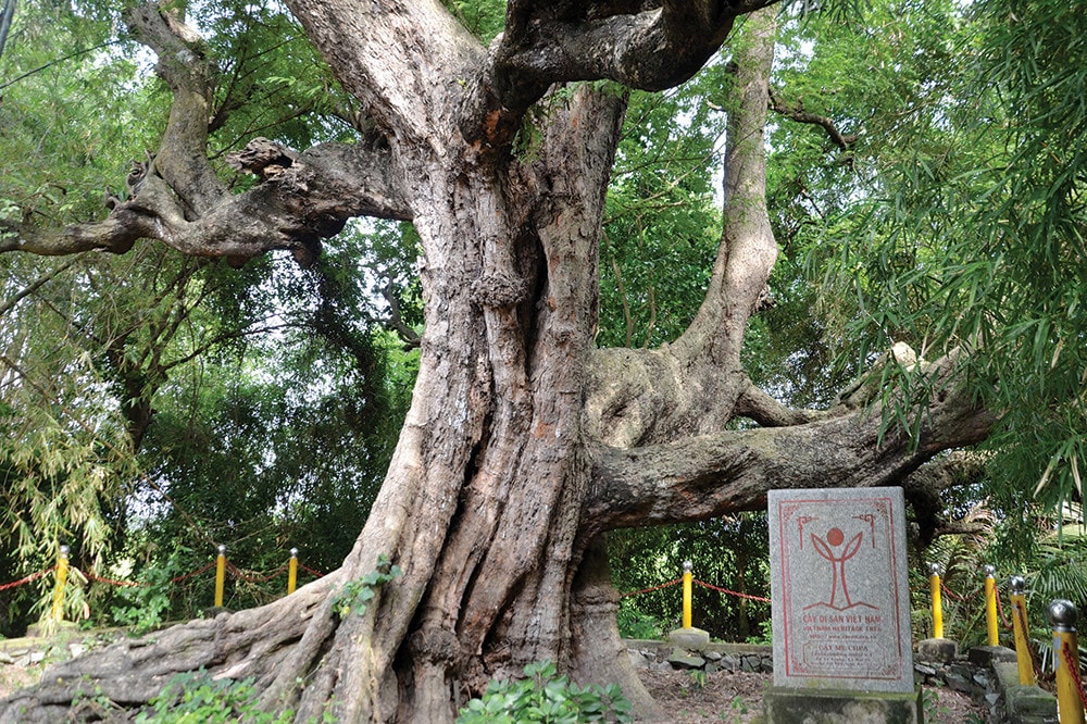 Thi viết về Cây di sản Việt Nam -0