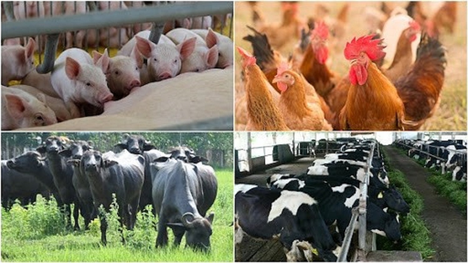 Không để 'thua' ngay trên sân nhà, ngành chăn nuôi kiến nghị tháo gỡ khó khăn. Nguồn: ITN