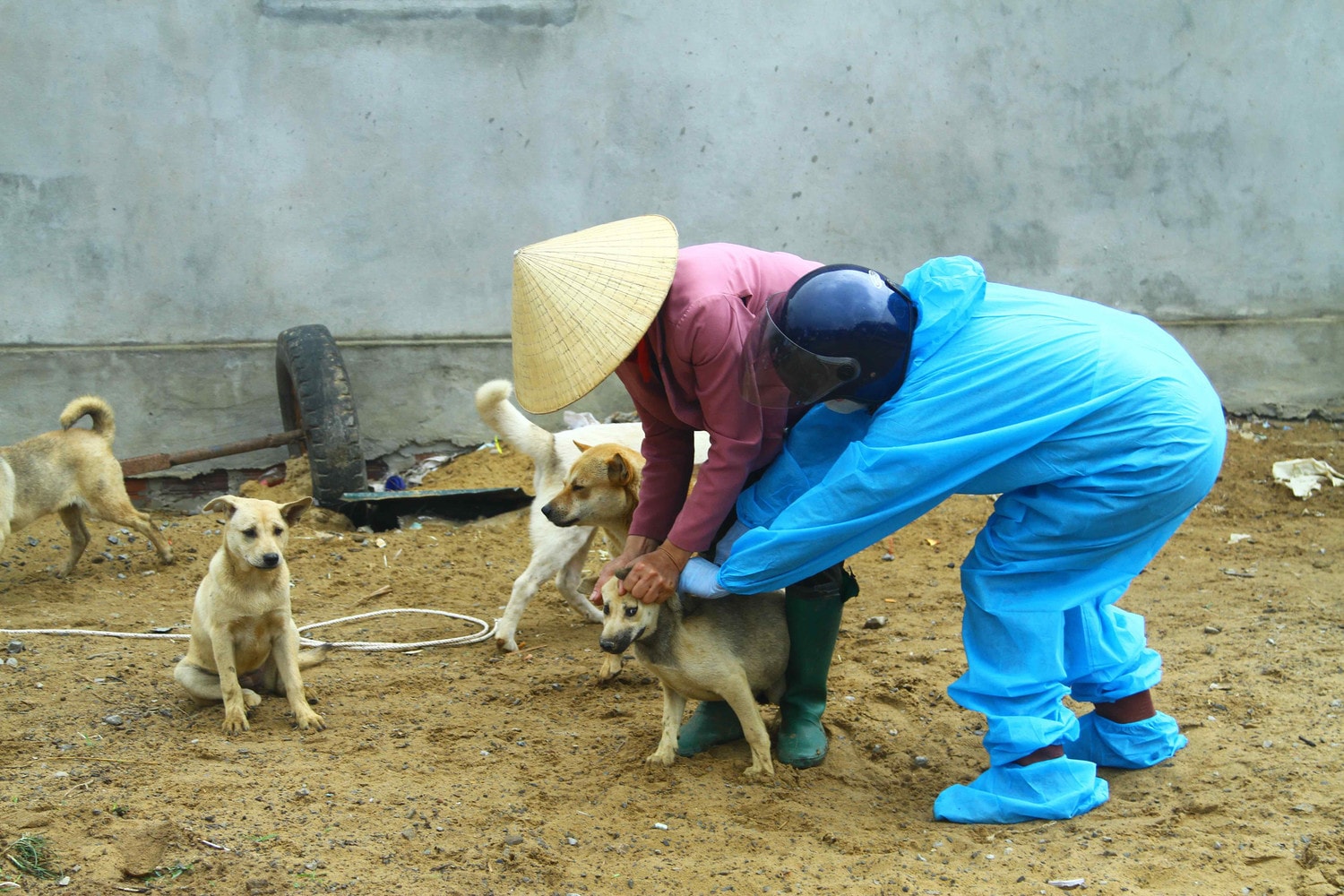Quảng Bình: Chủ động phòng, chống bệnh dại trên chó, mèo -0