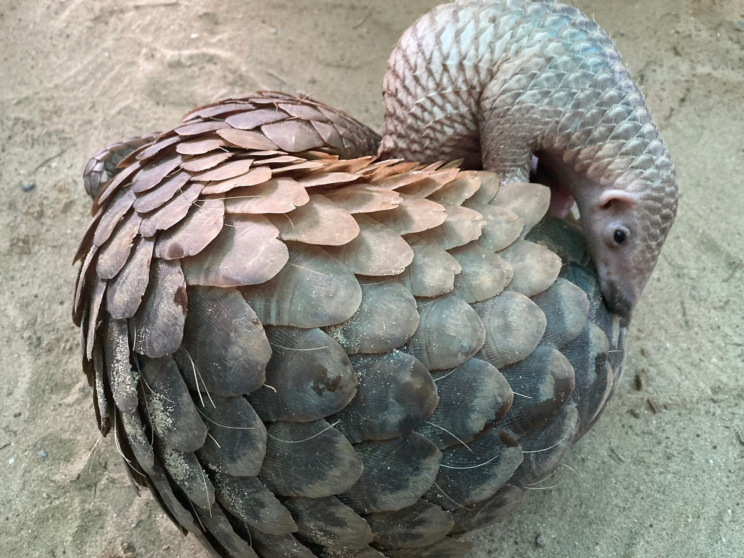  Hành trình cứu hộ hơn 1.500 động vật hoang dã của River Safari Nam Hội An -0
