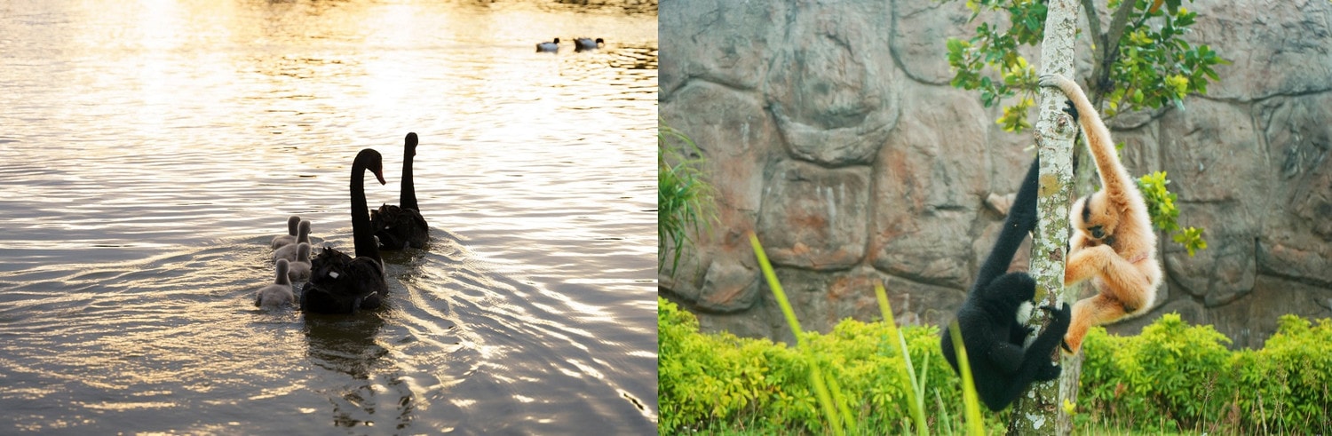  Hành trình cứu hộ hơn 1.500 động vật hoang dã của River Safari Nam Hội An -0