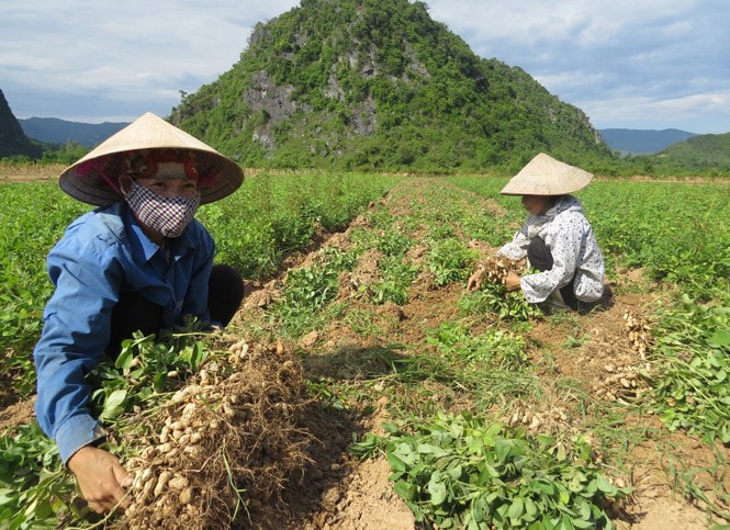 Quảng Bình: Điều tra một công ty cung ứng giống lạc nghi là giả cho nông dân -0