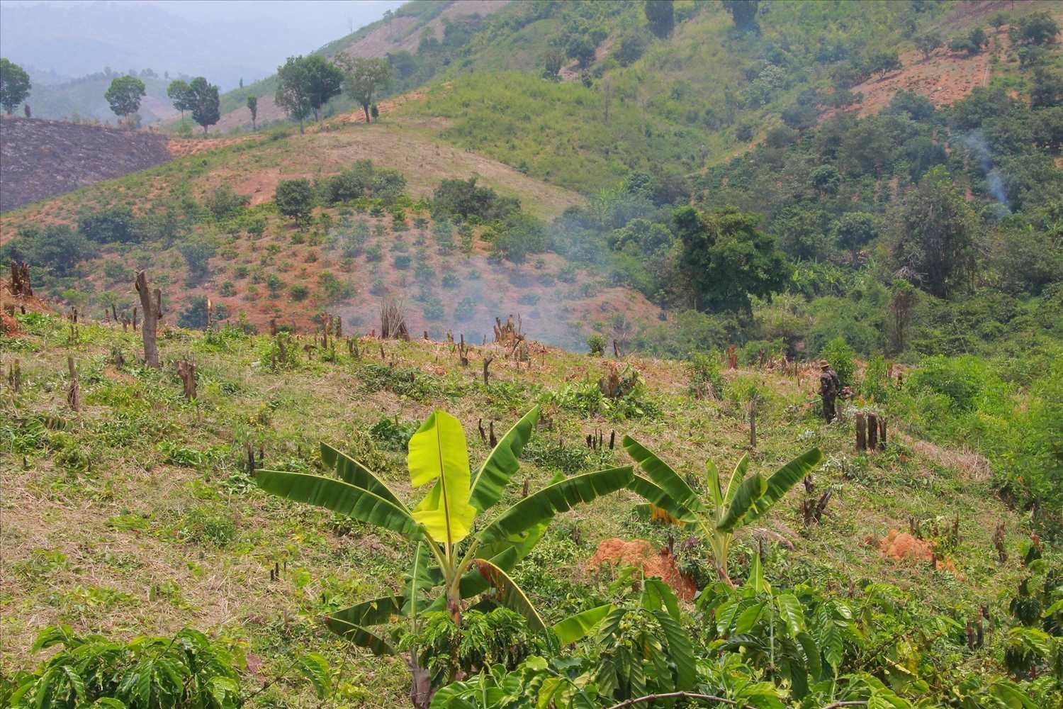 Đắk Lắk: Vi phạm Luật Đất đai, một doanh nghiệp bị thu hồi hơn 113ha đất -0