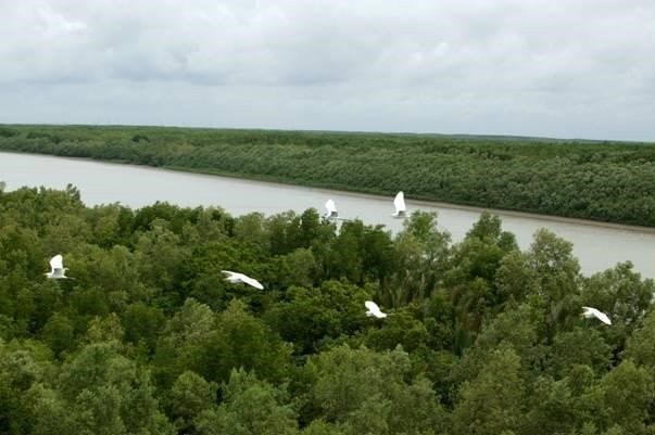 Bảo vệ và phát triển rừng vùng ven biển ứng phó với biến đổi khí hậu và thúc đẩy tăng trưởng xanh