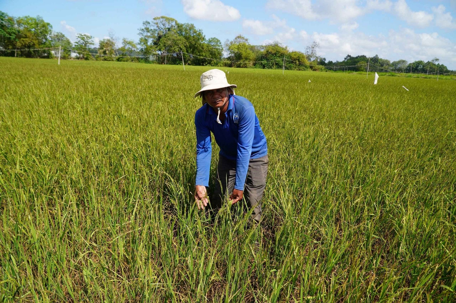 Ruộng lúa ở xã Long Sơn, huyện Cầu Ngang, Trà Vinh bị khô cháy do thiếu nước