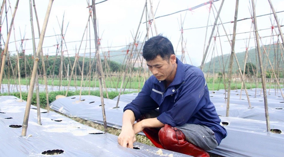 Mô hình nông nghiệp công nghệ cao còn khó khăn -0