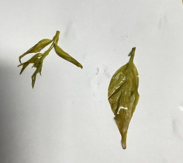 Hai chị em nguy kịch sau khi ăn 