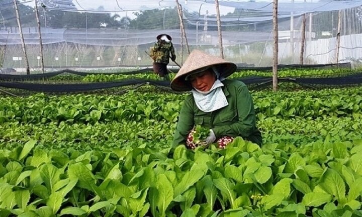  Phát huy vai trò của hợp tác xã trong xây dựng nông thôn mới -0