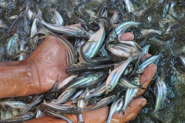 Giá cá tra giống và giá cá tra nguyên liệu giảm -0