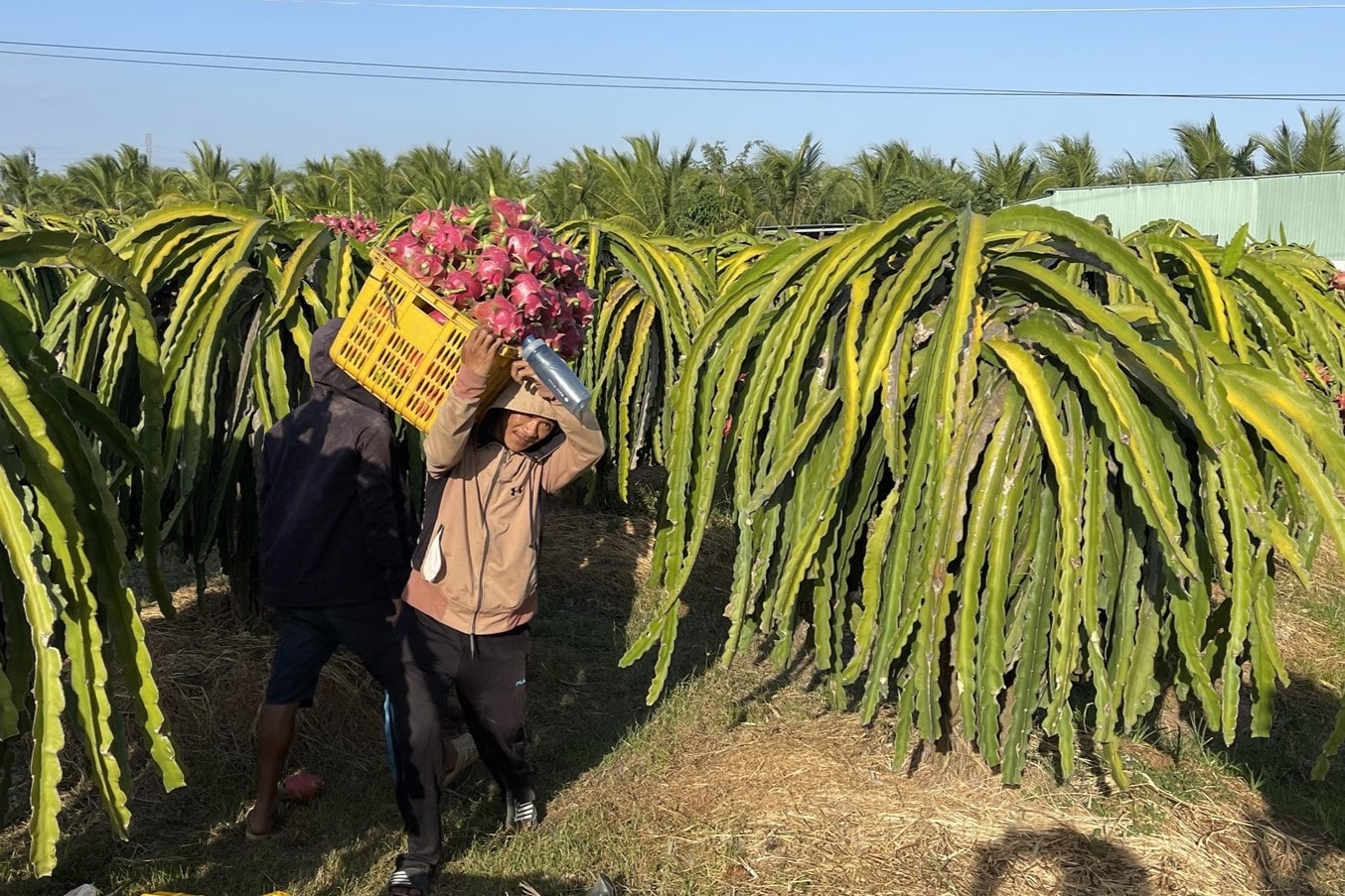 Bình Thuận: 6 nhiệm vụ trọng tâm để phát triển thị trường nông lâm thủy sản -0