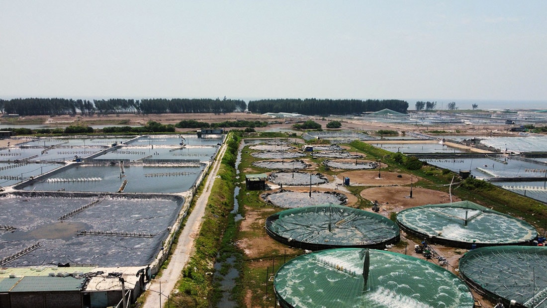 Đảm bảo nguồn cung tôm giống cả về chất và lượng.Nguồn:ITN