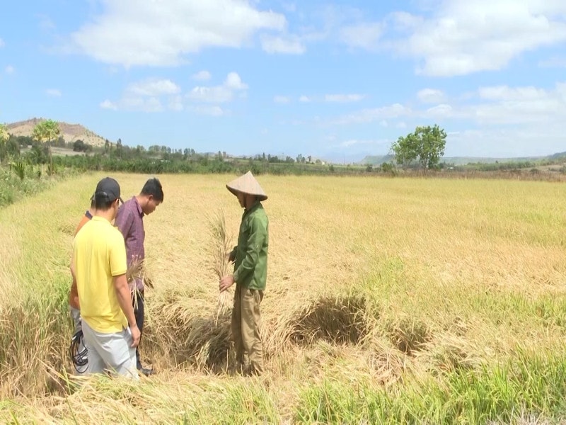 "Cánh đồng cháy" của gia đình ông Vũ Văn Khiểng tại Gia Lai