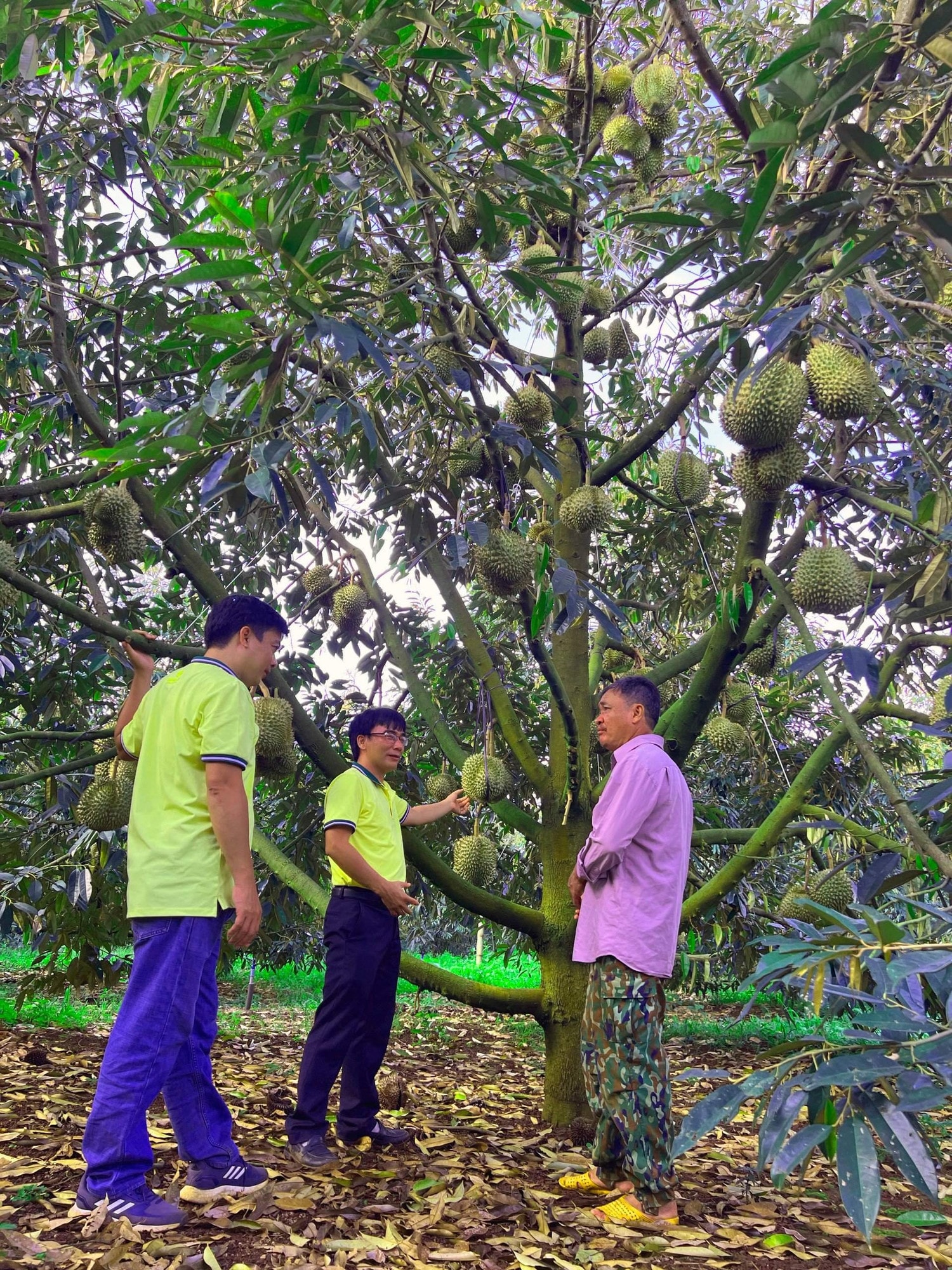 Đưa phân bón công nghệ Polyphosphate đến Tây Nguyên -0