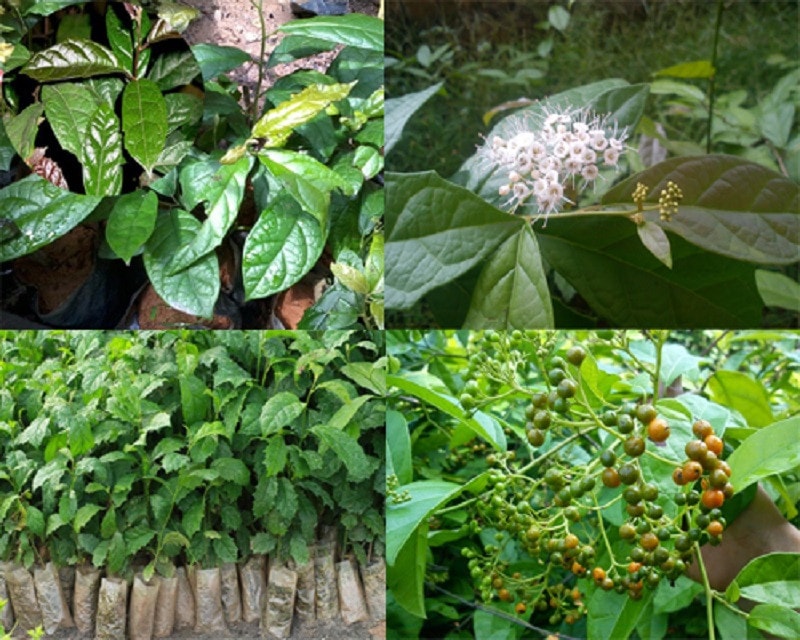 Những cây thuốc nam giúp điều trị lao phổi hiệu quả, an toàn -0