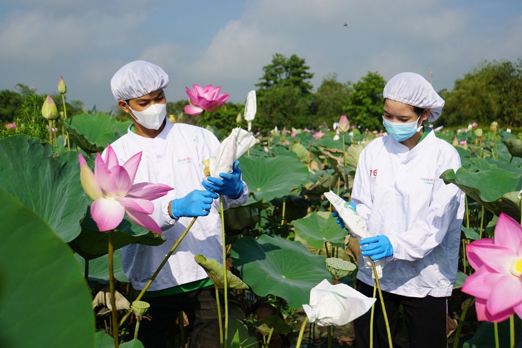Trà hương sen đang mang lại giá trị kinh tế cao cho ngành hàng sen Đồng Tháp Nhiều hoạt động đặc sắc tại Lễ hội Sen Đồng Tháp lần thứ II