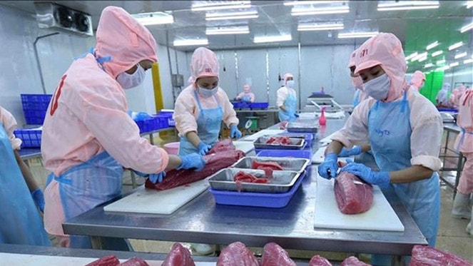 Xuất khẩu cá ngừ khó cán mốc “tỷ đô”