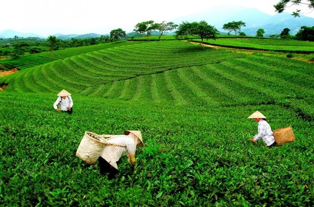 Huyện Đại Từ (Thái Nguyên): Nhiều giải pháp nâng cao giá trị sản phẩm nông nghiệp ảnh 1