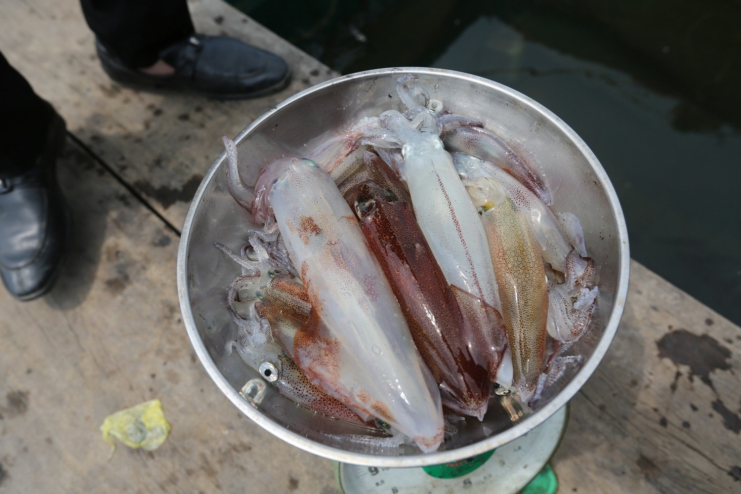 Mực nhảy món ngon nổi tiếng Hà Tĩnh vào mùa -0