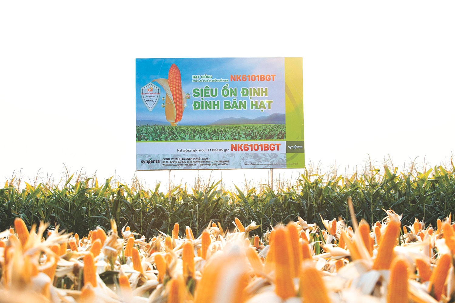 Giống ngô chuyển gene mới với nhiều ưu thế vượt trội của Syngenta ảnh 2