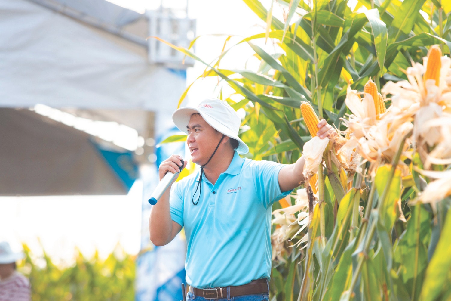 Giống ngô chuyển gene mới với nhiều ưu thế vượt trội của Syngenta ảnh 1