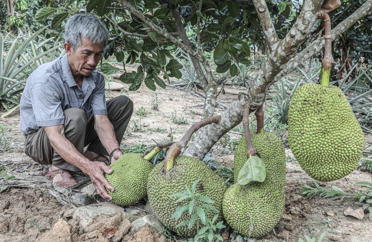 Nghệ An: Khơi dậy ý chí tự lực tự cường để thoát nghèo tại huyện Kỳ Sơn -0