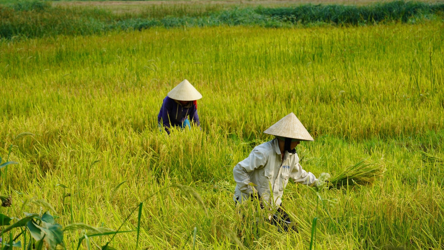 Quảng Bình: Nhiều diện tích lúa bị ngã rạp sau mưa dông -0