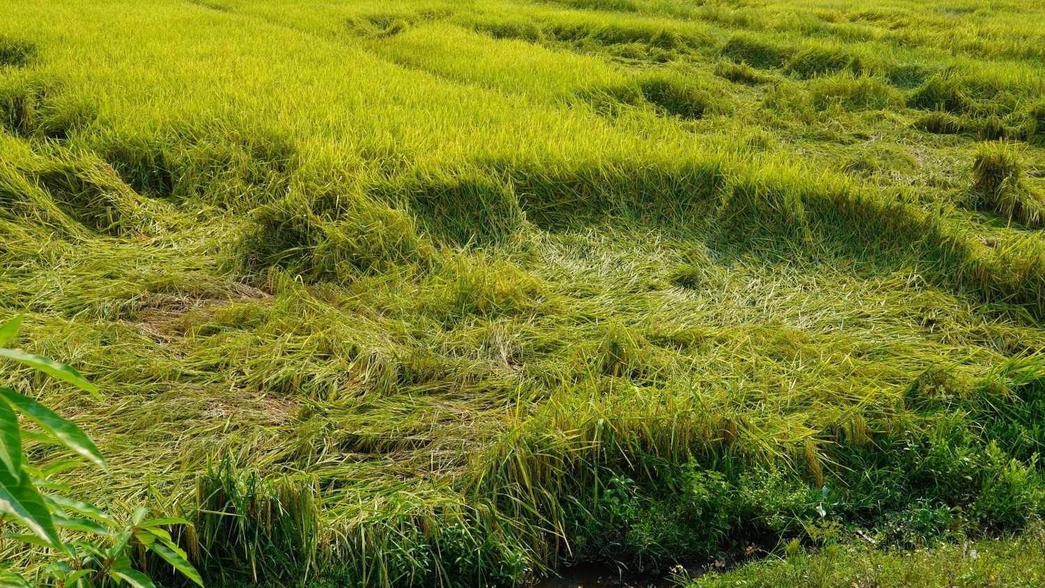 Quảng Bình: Nhiều diện tích lúa bị ngã rạp sau mưa dông -0