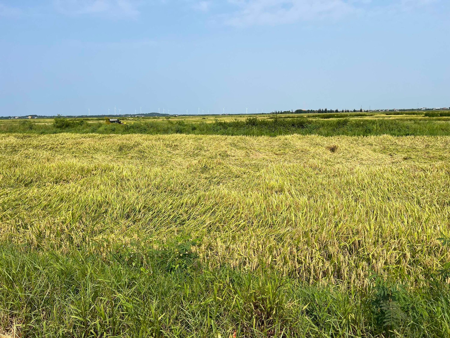 Quảng Bình: Hơn 2.000ha lúa ngã rạp sau mưa, người dân gấp rút thu hoạch -0