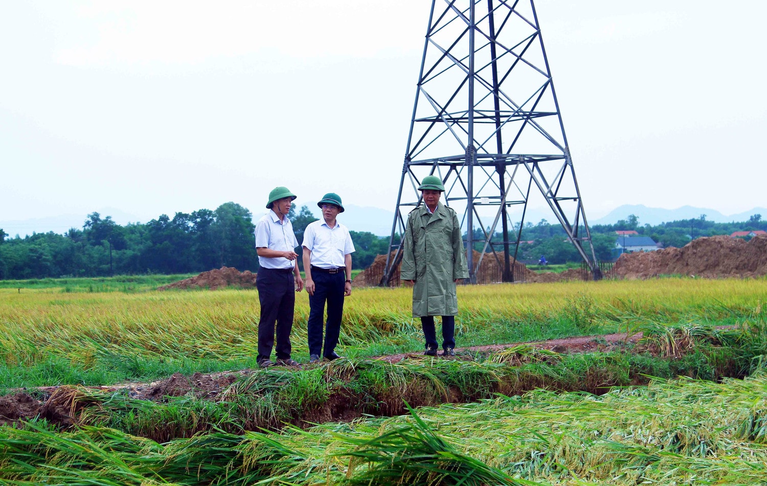 Quảng Bình: Hơn 2.000ha lúa ngã rạp sau mưa, người dân gấp rút thu hoạch -0