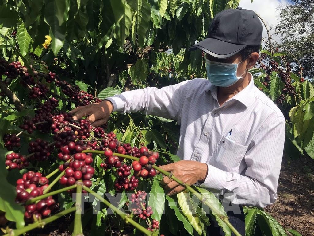 Ảnh minh họa. Nguồn TTXVN