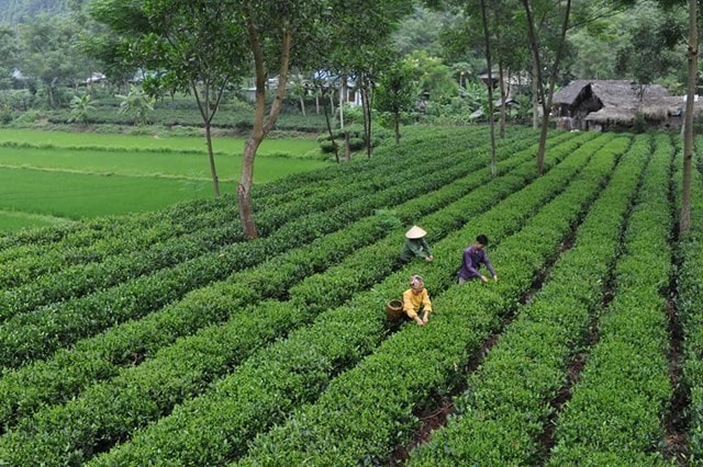 Bứt phá, đem lại hiệu quả kinh tế cho người dân -0