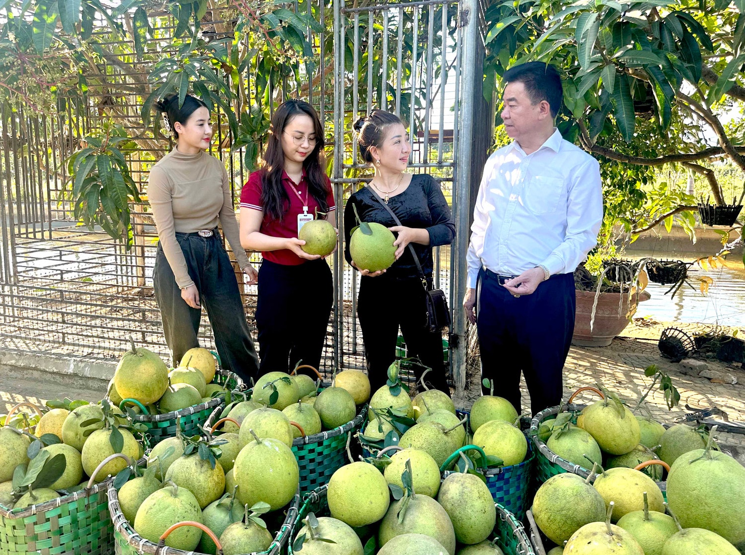 Bưởi da xanh của Công ty TNHH Huy Toan, Điện Biên đã có mặt ở hầu hết các tỉnh phía Bắc. Ảnh: Đ. Kiên