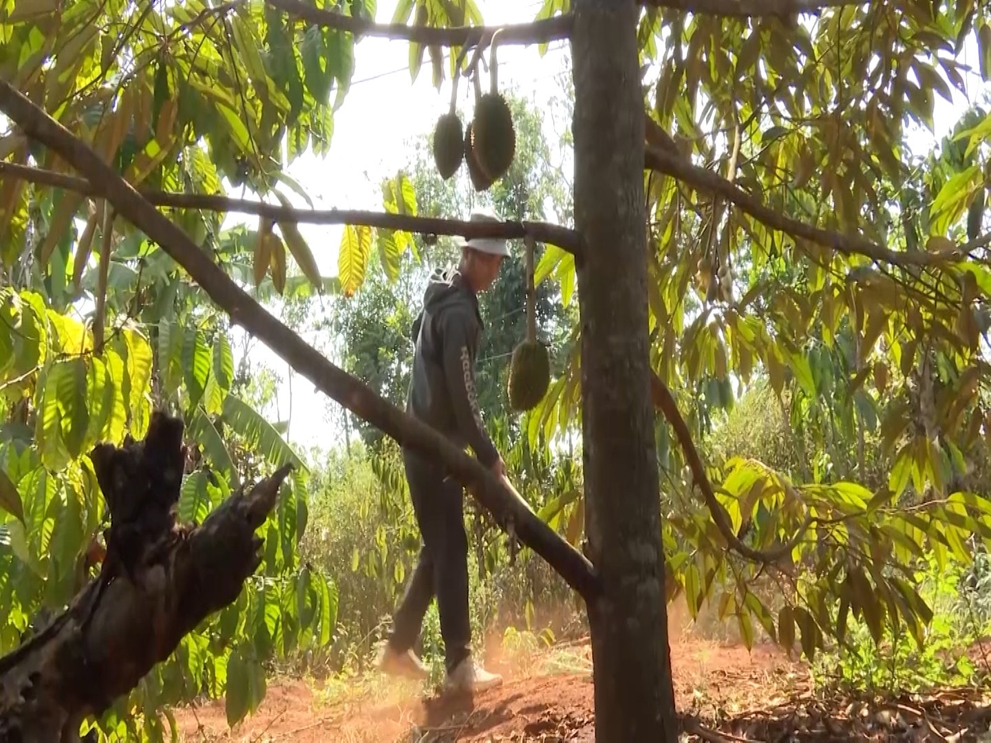 Người đồng bào dân tộc thiểu số vươn lên thoát nghèo nhờ chính sách đất đai của Nhà nước -0