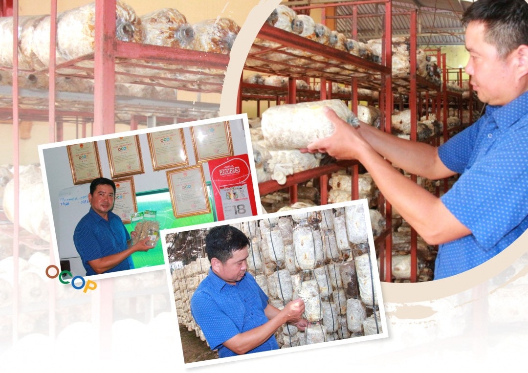 Tác động “kép” từ việc tham gia sản phẩm OCOP của các hợp tác xã -0
