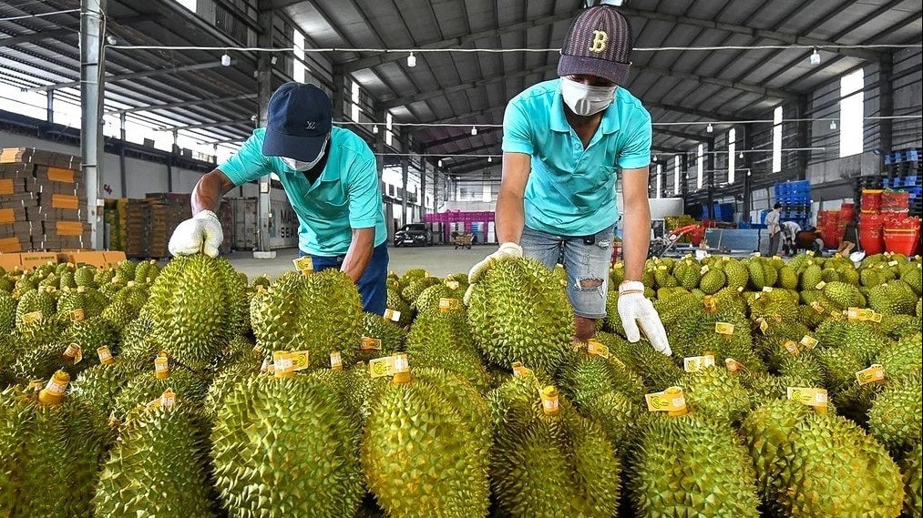 Năm 2024, diện tích trồng sầu riêng khoảng 150.000 ha, sản lượng dự kiến đạt 1,5 triệu tấn. Nguồn: ITN