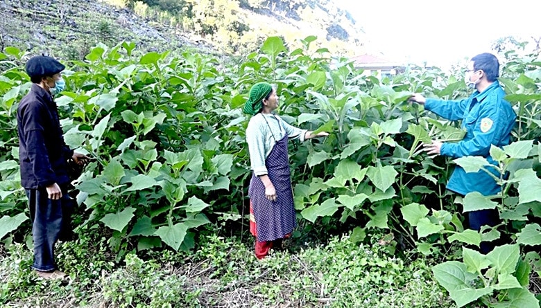 Người dân xã Tả Lủng ( huyện Đồng Văn) chuyển đổi trồng ngô sang trồng cây Sâm khoai mang lại thu nhập ổn định. Ảnh: Kim Tiến 